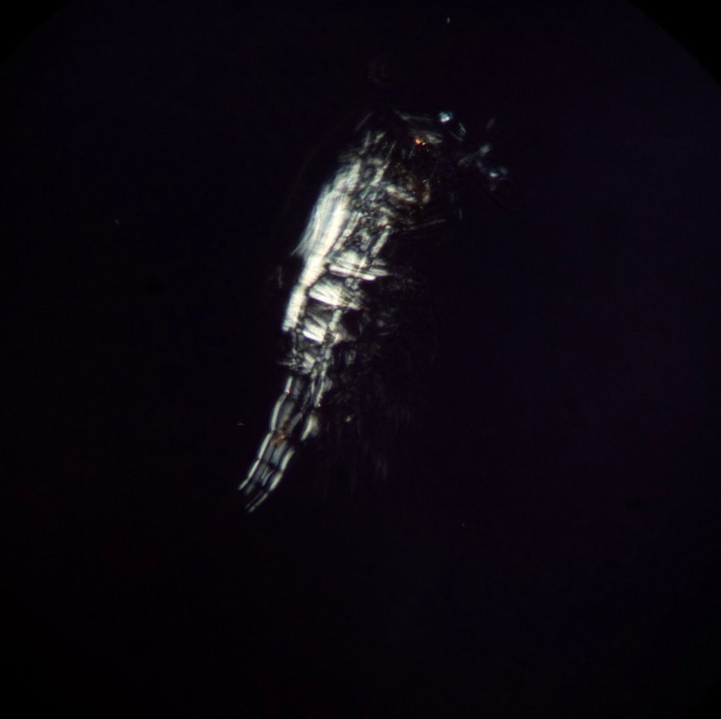 copepod_pol.jpg