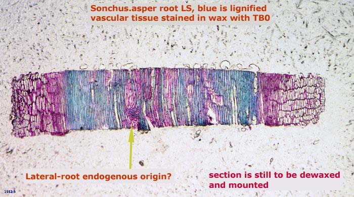Blue - lignified, purple - non-lignified tissue