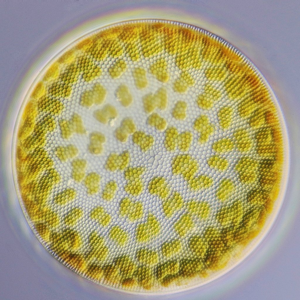 1-13-22 Coscinodiscus sp 10x.jpg