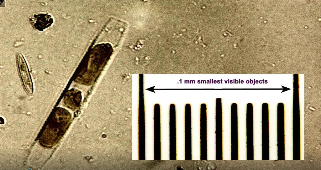 largeDiatom.jpg