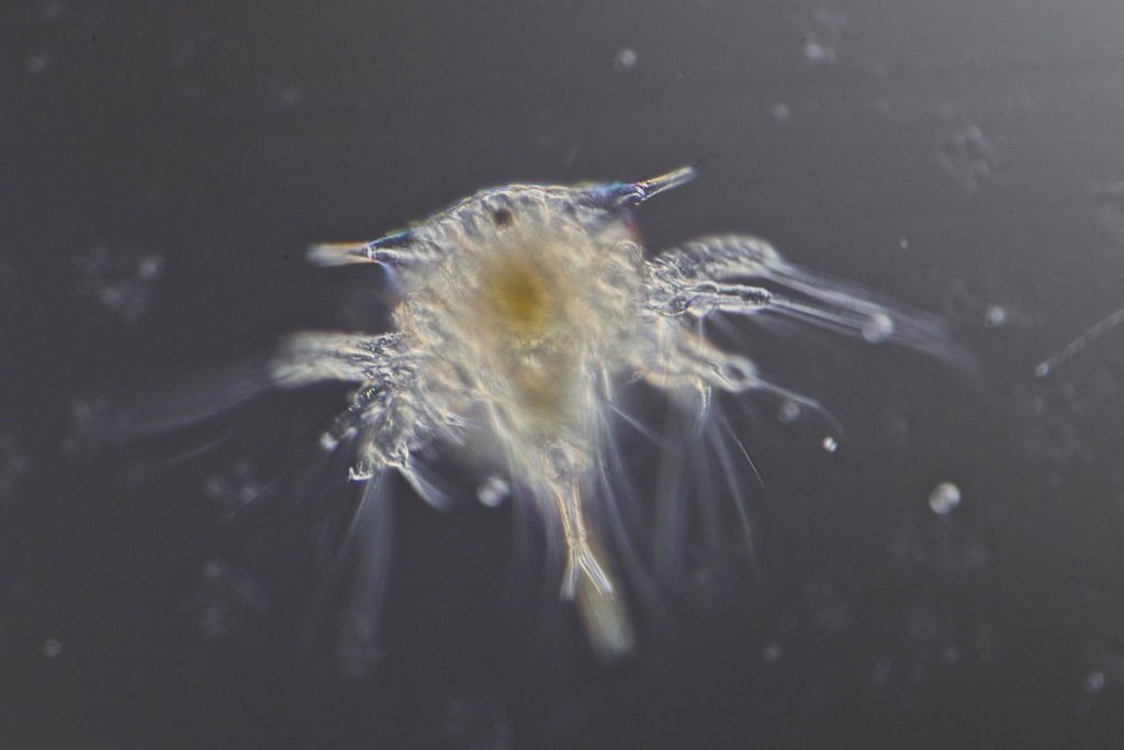 1-23-22 Barnacle Larva 10x.jpg