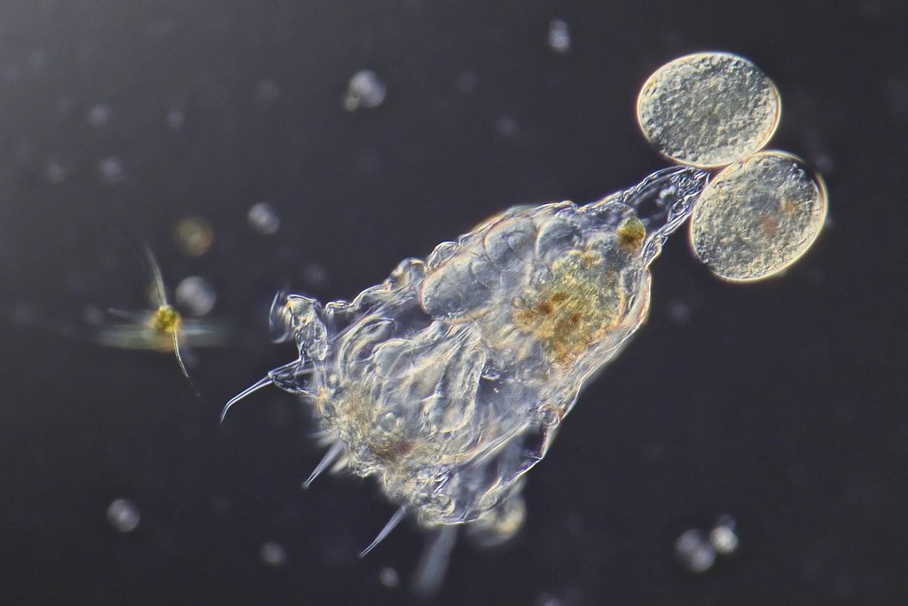 1-18-22 UFO poss Marine Rotifer 20x.jpg