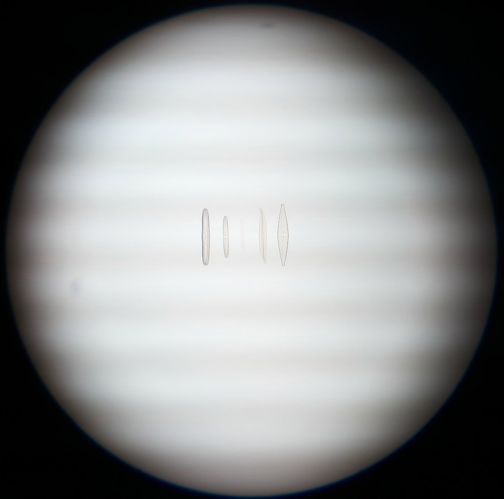 Diatoms_10x.jpg
