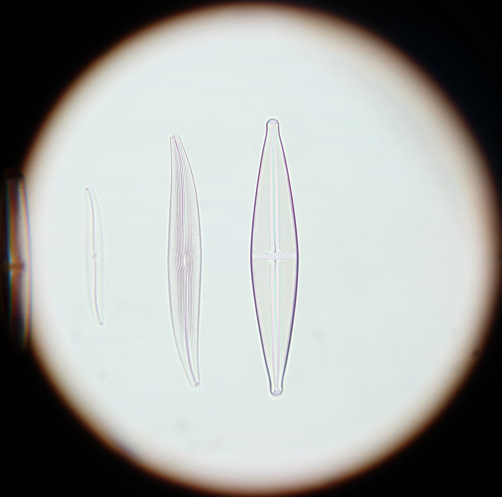 Diatoms_40x_1.jpg