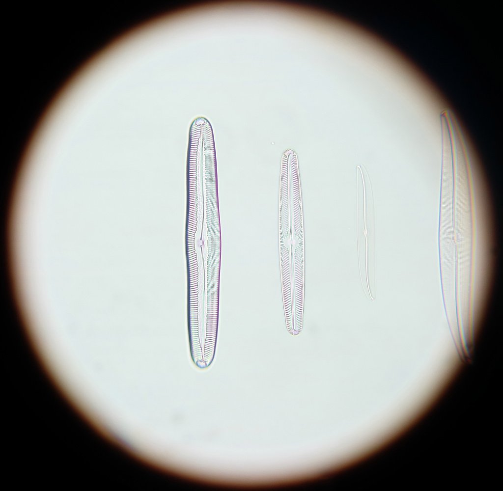 Diatoms_40x_2.jpg