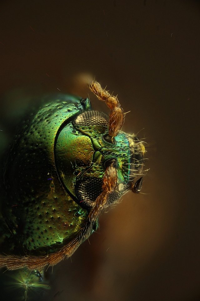 Beetle watson x10 640.jpg