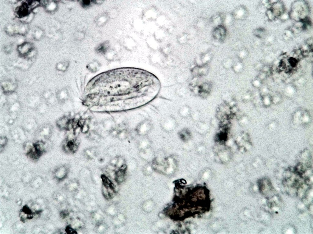 microbe1.jpg