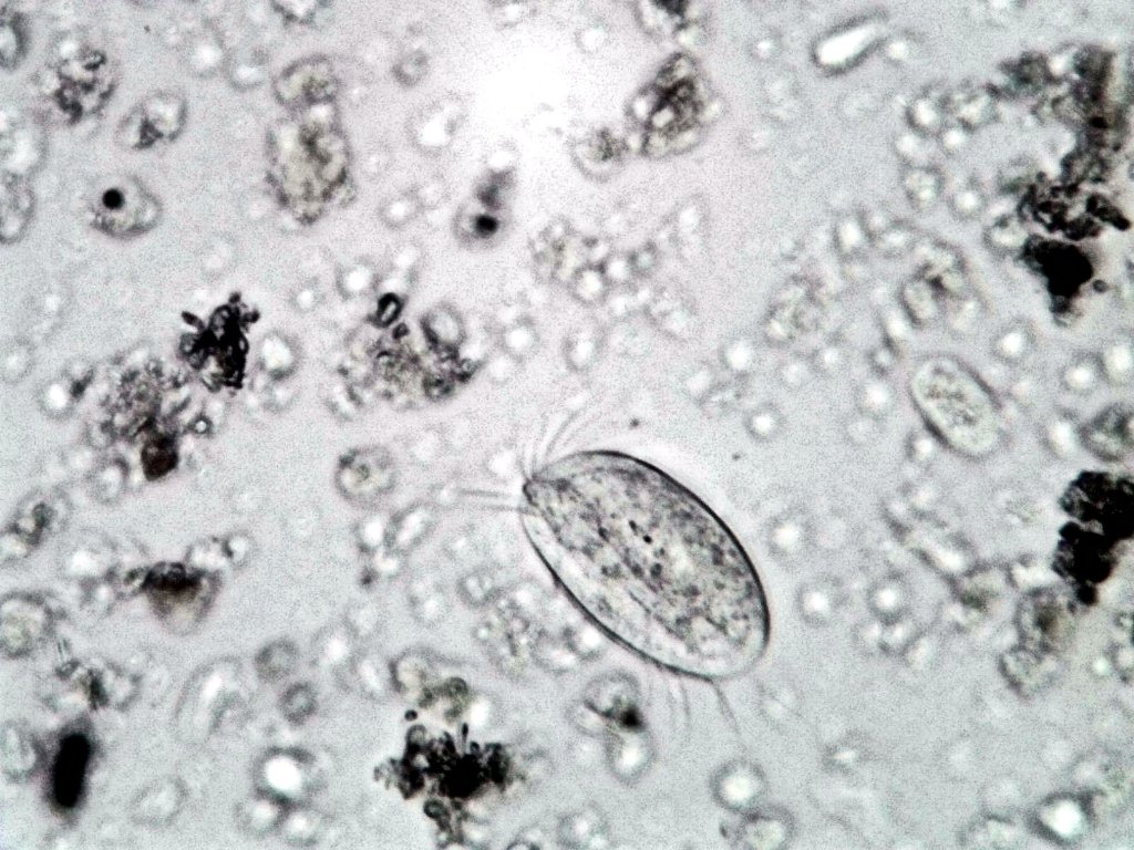 microbe6.jpg