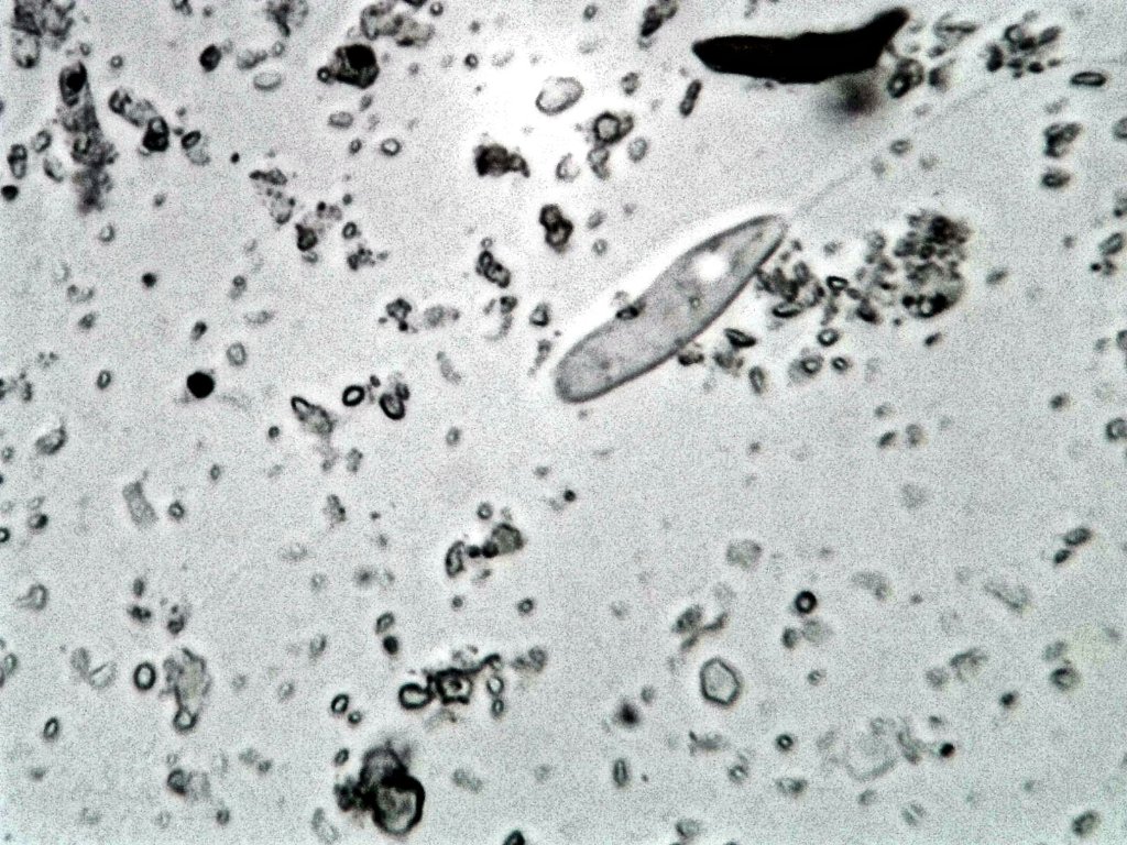 microbe10.jpg