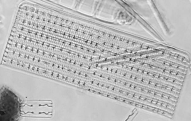 NOS 1026 50X 85 NA objective  Oil Immersion.jpg