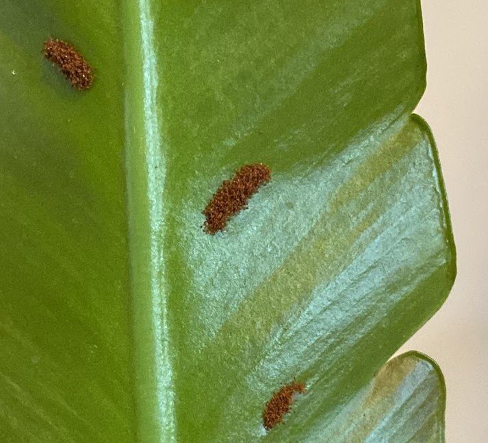 &quot;piles&quot; of this on the underside of the leafs