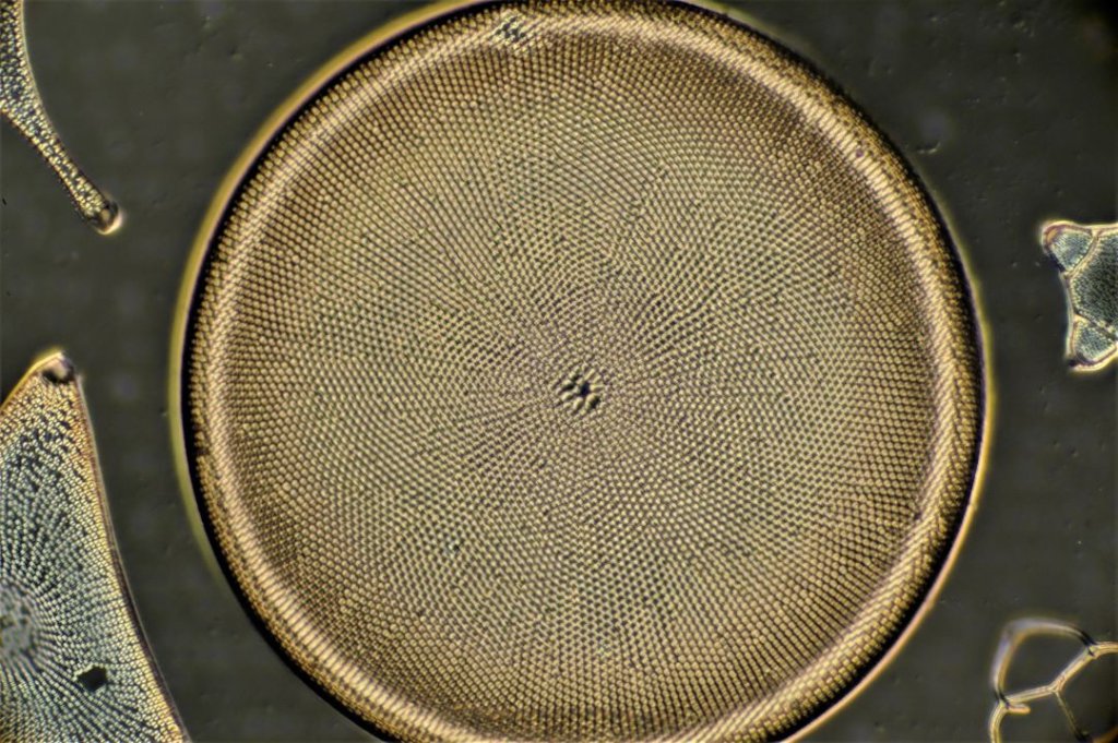 Coscinodiscus 圆筛藻属