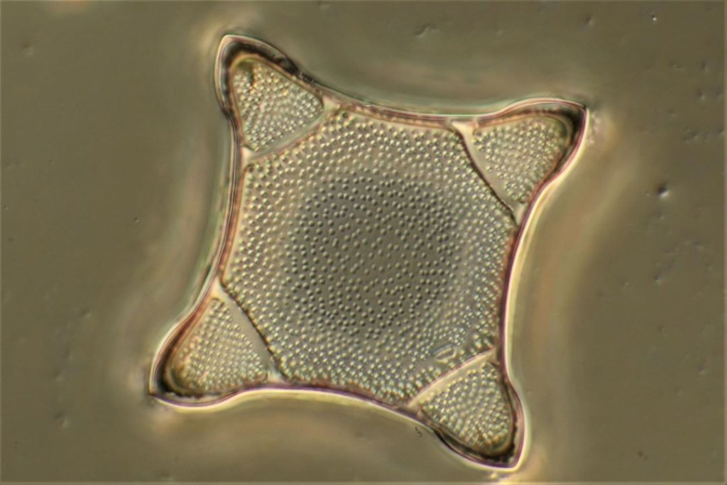 Triceratium 三角藻属