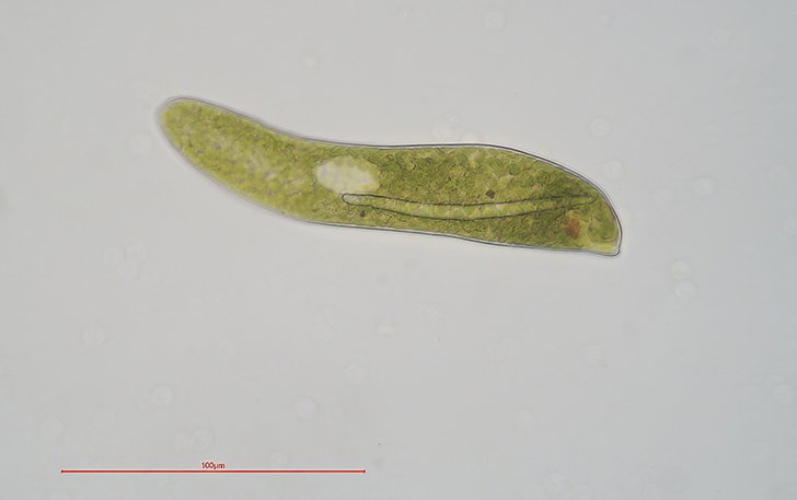 0009 400x green flat protist small.jpg