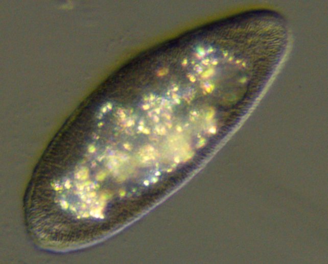 Paramecium crystals.jpg