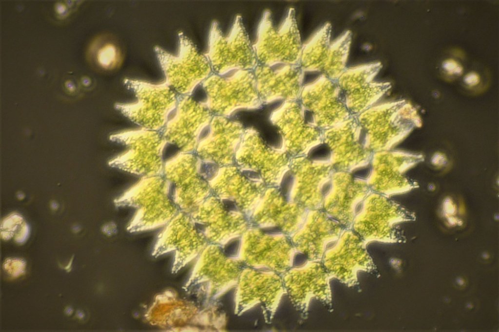 Pediastrum duplex p162 两角盘星藻 out.jpg