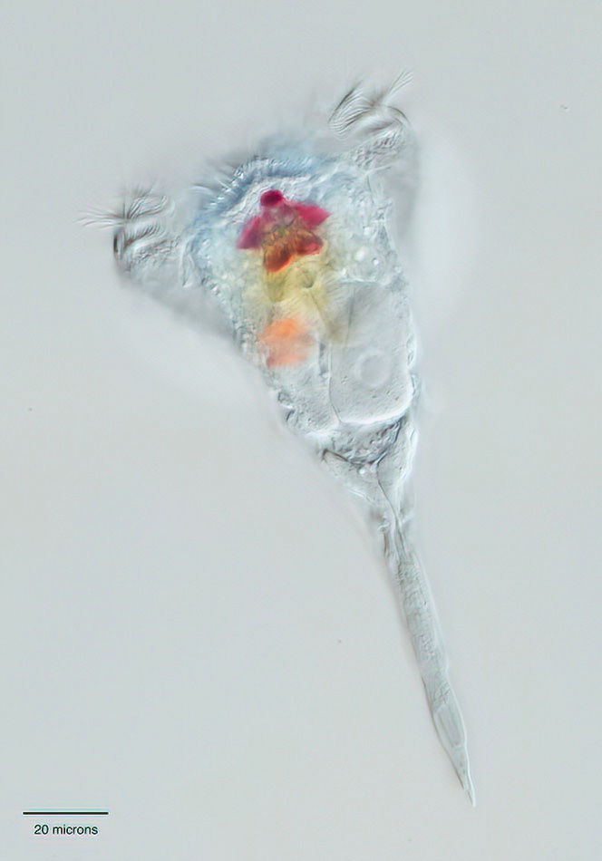 Microcodon portrait copy2.jpg