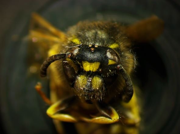 wasp with image stack