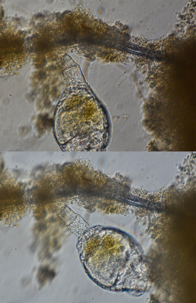 compare with and without diffusion filter.jpg