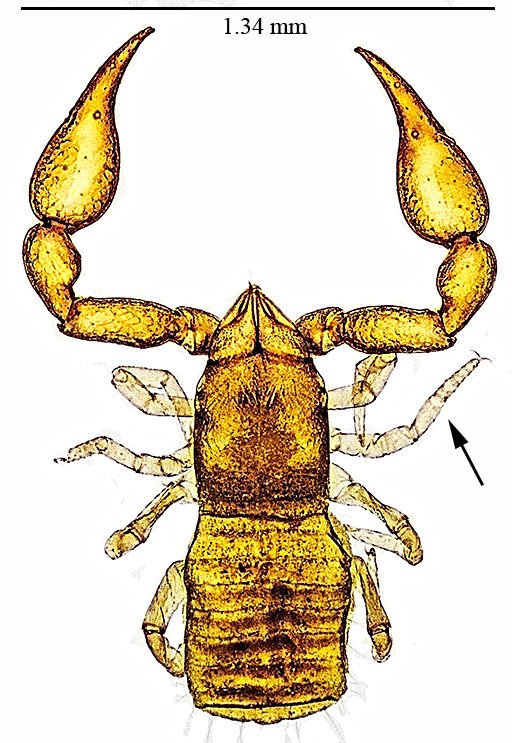 pseudoscorpion 27ii23.jpg