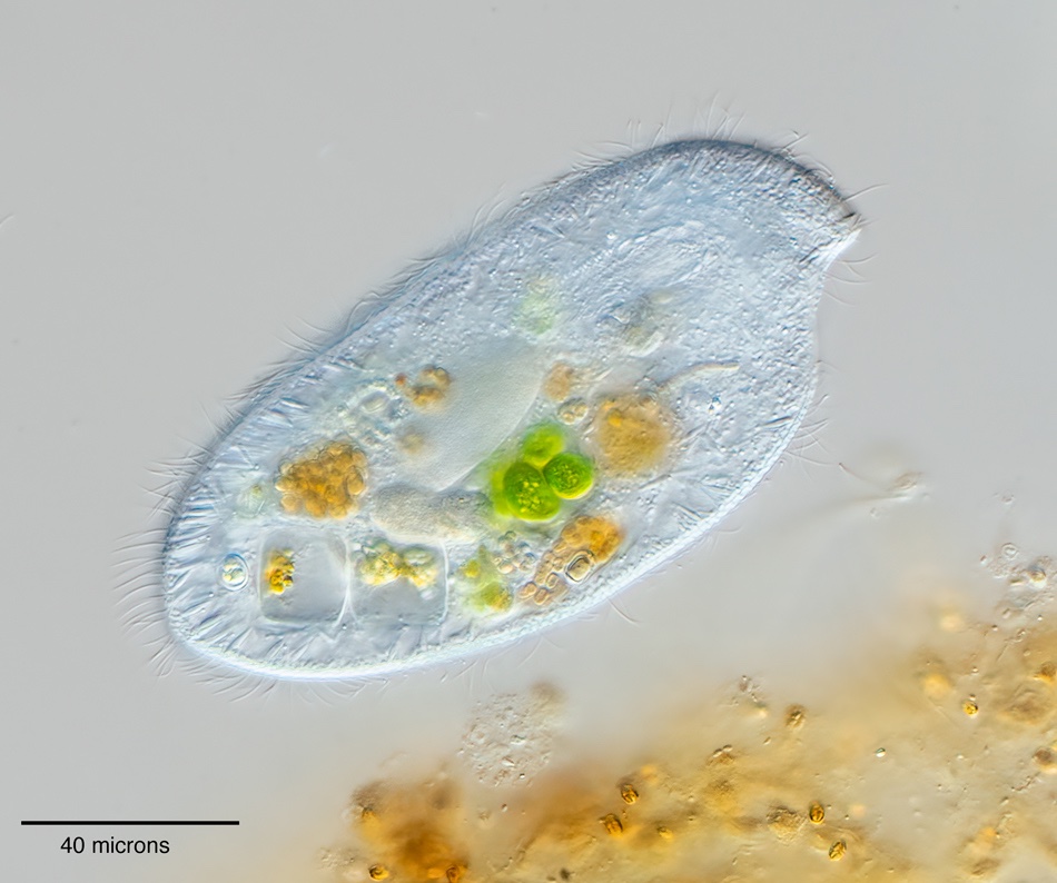 Square vacuole ciliate.jpg