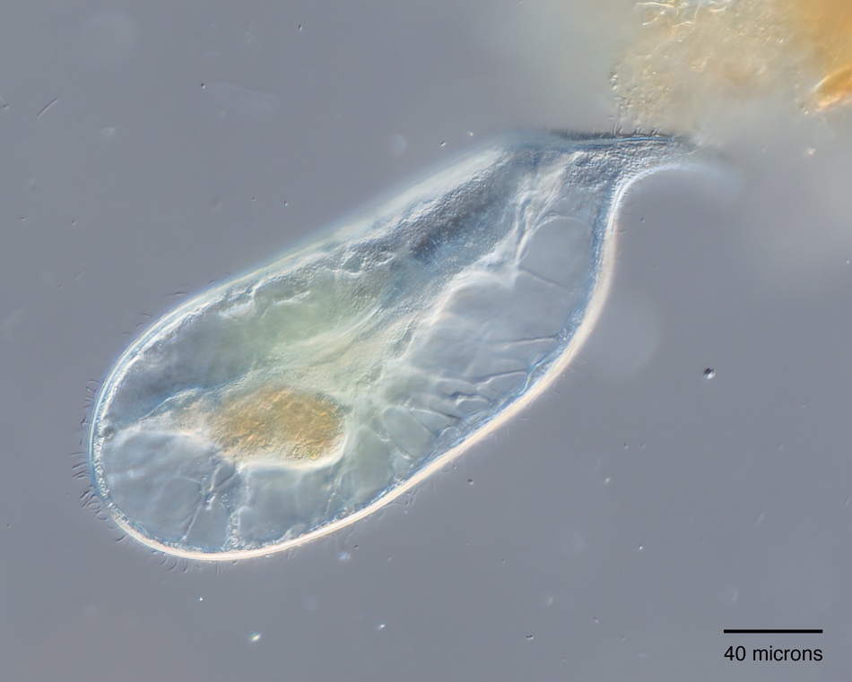 Hollow ciliate.jpg