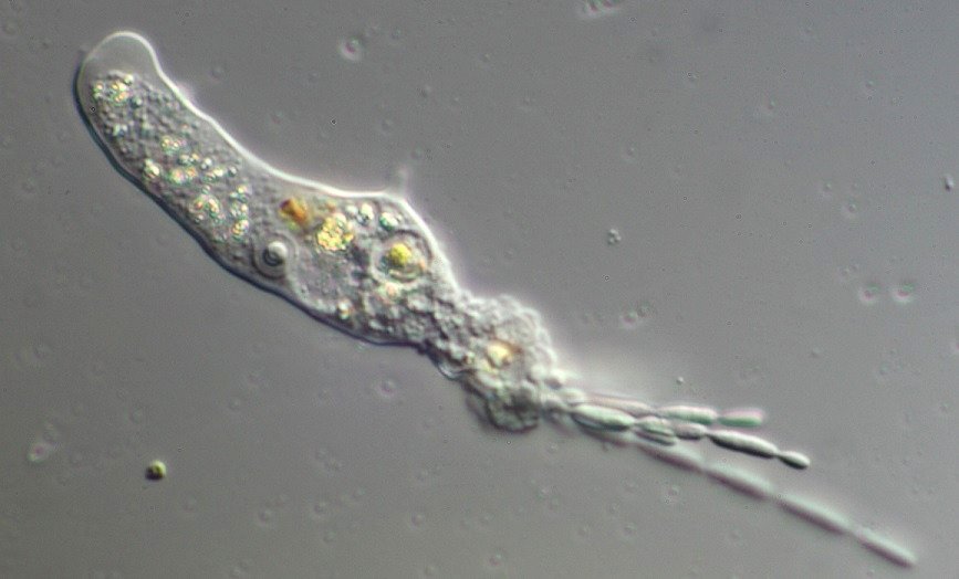 amoeba_fungus-1.jpg