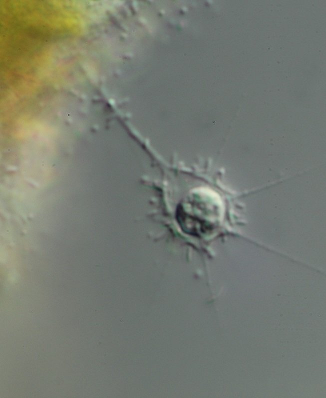 Hedriocystis-3.jpg