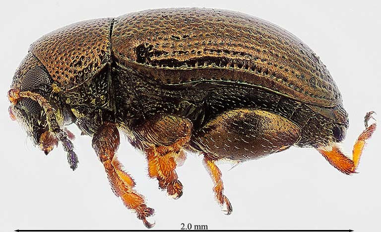 1iv23-1 beetle.jpg