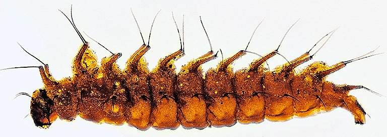 1iv23-3 cerat larva 768.jpg