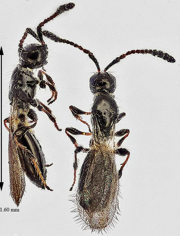 1iv23-2 wasps 68.jpg