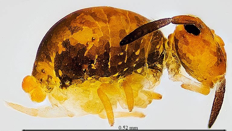 2iv23-4 springtail.jpg