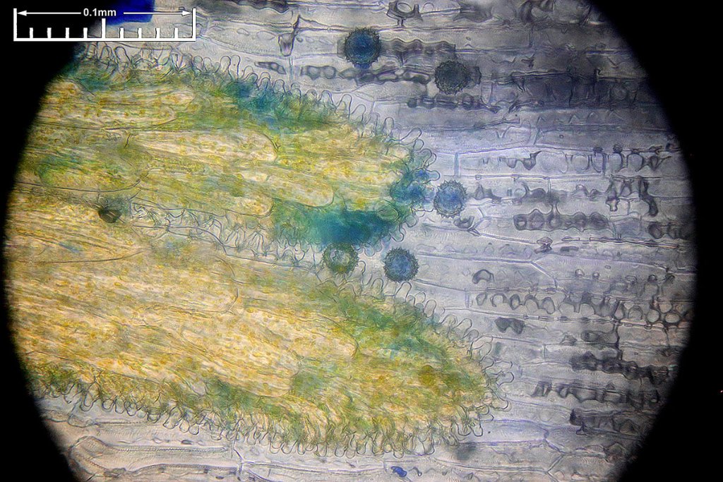 Image stacked from 11 photos in Helicon focus with method B - We can see 5 pollen grains.