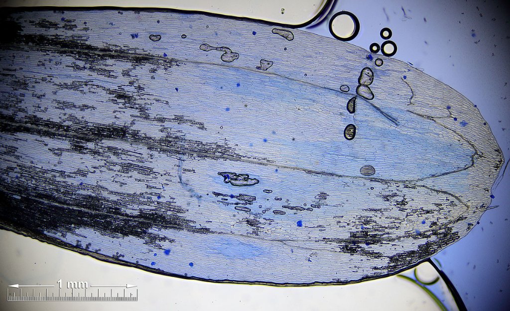 Image stacked from 11 photos in Helicon focus with method B