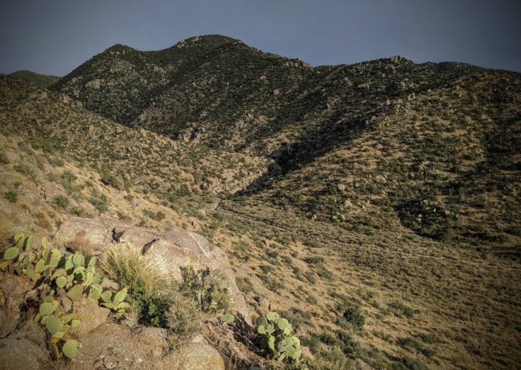 Sandia Mountain foothills and recent greening due to rains.