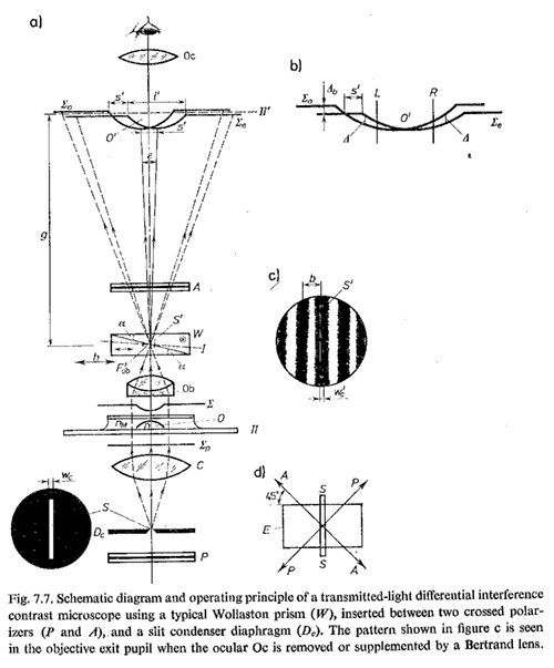 pluta dic slit.jpg