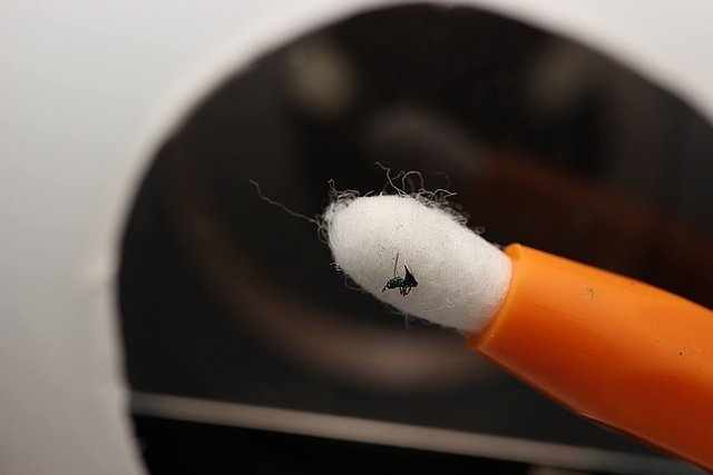 On cotton bud  in the middle of an led lightbulb top.jpg