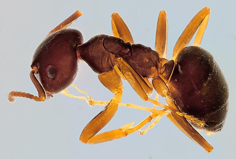 ant-in-wax-ring.jpg
