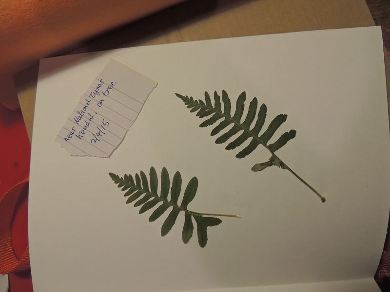ws_herbarium-specimen-(5).jpg