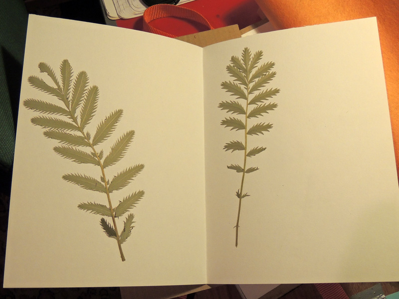 ws_herbarium-specimen-(4).jpg
