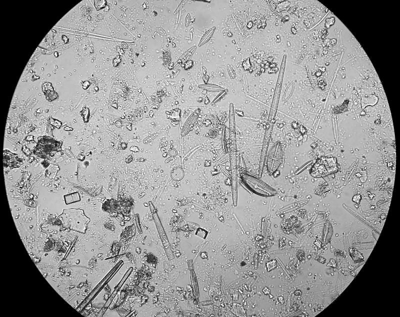 Diatom View 3.jpg