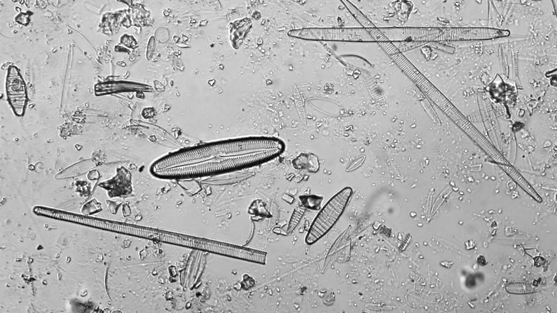 Diatom View 4.jpg