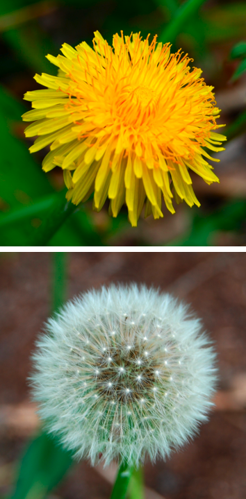 DandelionComparison.png