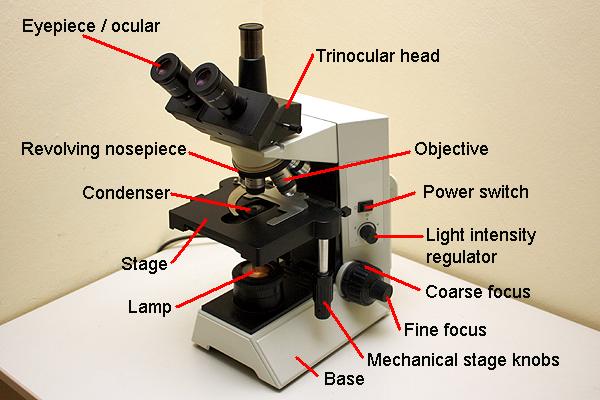 Parts of a compound microscope