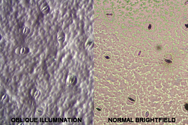 Impression of a leaf epidermis on white wood glue. The stomata are clearly visible. Left: oblique illumination; Right: regular brightfield illumination. Oblique illumination gives the appearance of a 3-D surface structure.