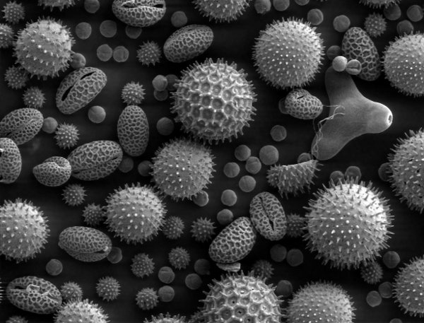 SEM of pollen grains