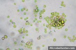 algae, bacteria