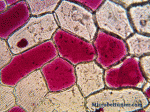 Animated GIF of red onion cells in salt water.